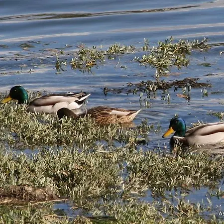 Bayona Playa 캠프장