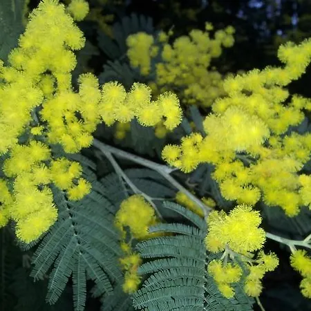 キャンプ場 Bayona Playa Sabaris