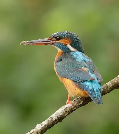 Bayona Playa キャンプ場