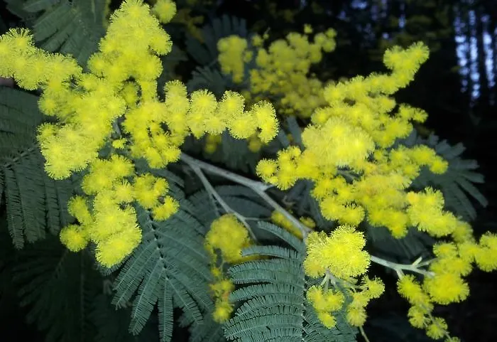 Кемпинг Bayona Playa Сабарис