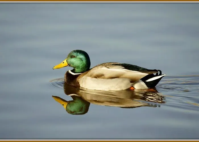 Bayona Playa Кемпинг Сабарис