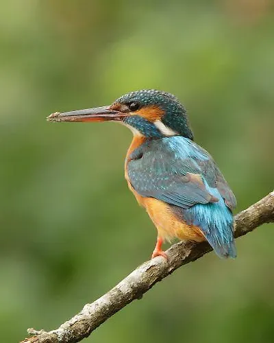 Bayona Playa Кемпинг